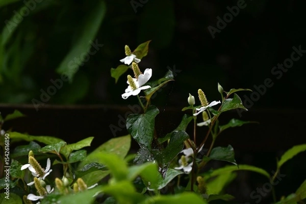 Obraz Fish mint flowers growing in clusters in the forest. The flowers have a unique smell, but their four bracts are arranged in a crisscross pattern, giving them a pure beauty.
