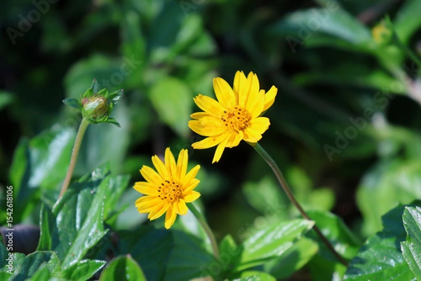 Fototapeta Two yellow flowers on a Singapore Daisy (Sphagneticola trilobata) plant