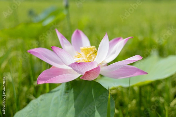 Obraz Delicate Pink Lotus Blossom in a Lush Green Field