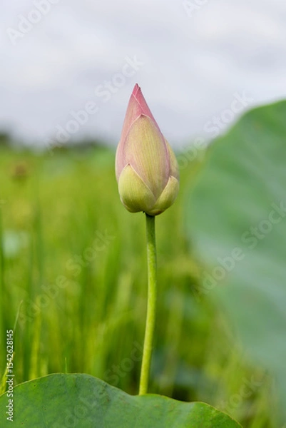 Obraz Close-up of a delicate pink lotus bud.