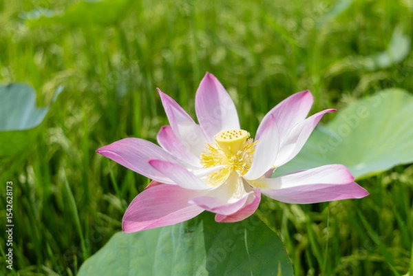 Obraz Delicate Pink Lotus Blossom in a Lush Green Field