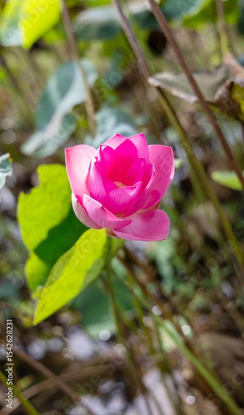 Obraz Close-up of a vibrant pink lotus flower in a pond.