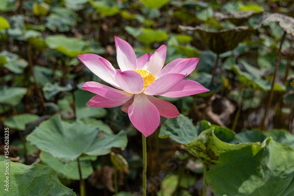 Obraz Delicate Pink Lotus Blossom in a Lush Green Field