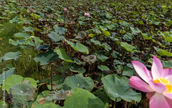 Obraz Lush Lotus Pond with Blossoming Pink LotusLush Lotus Pond with Blossoming Pink Lotus