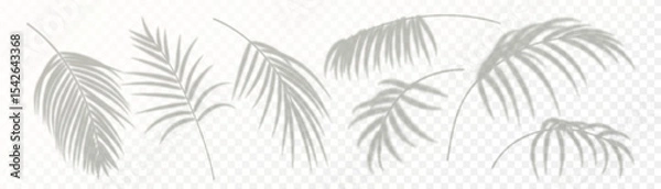 Obraz Set of realistic palm leaf shadow isolated on transparent background. Gray blurred shadows of tropical leaves. Design elements for summer banner, flyer, poster, party invitation. Vector illustration