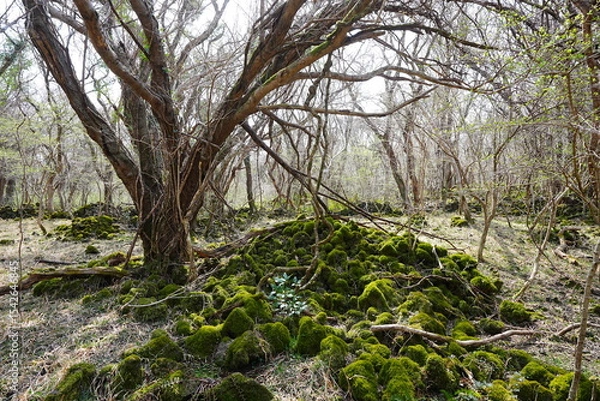Obraz mossy rocks and old trees in the spring sunlight