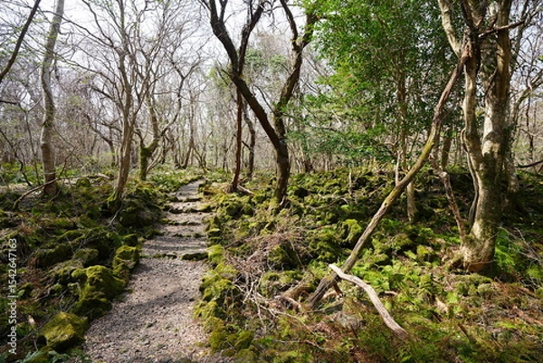 Obraz fine path through old wild forest
