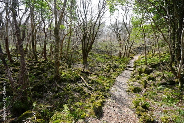 Obraz fine path through old wild forest
