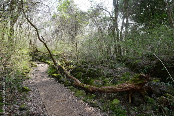Obraz fine path and fallen trees in the mild sunlight