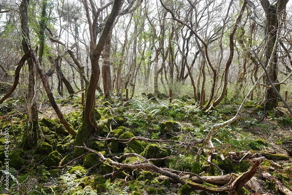 Obraz mossy rocks and old trees in the spring sunlight