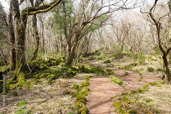 Fototapeta fine spring path through mossy rocks and old trees