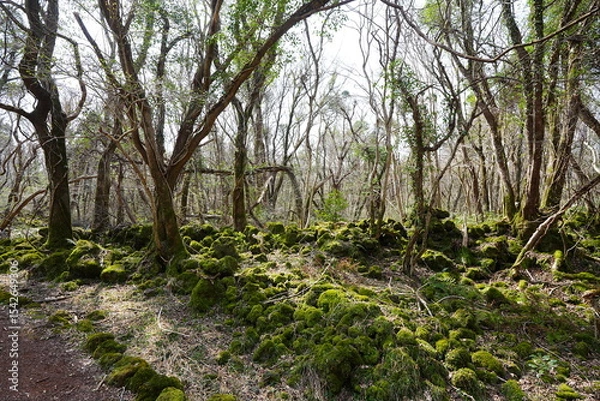 Obraz mossy rocks and old trees in the spring sunlight