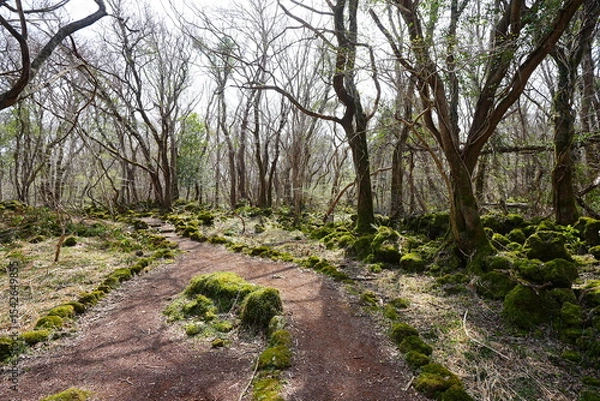 Obraz fine spring path through mossy rocks and old trees