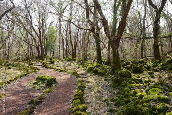 Obraz fine spring path through mossy rocks and old trees
