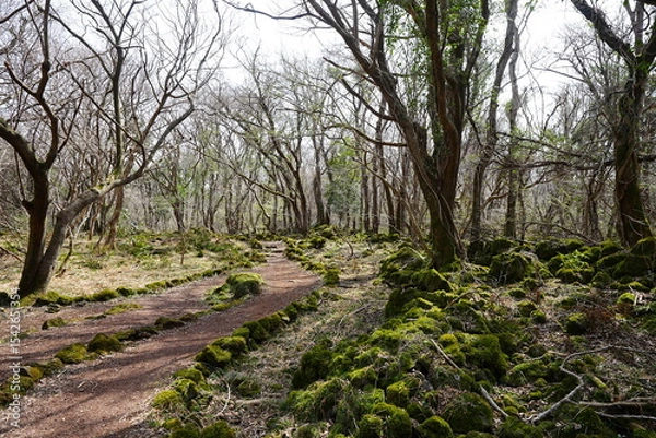 Fototapeta fine spring path through mossy rocks and old trees
