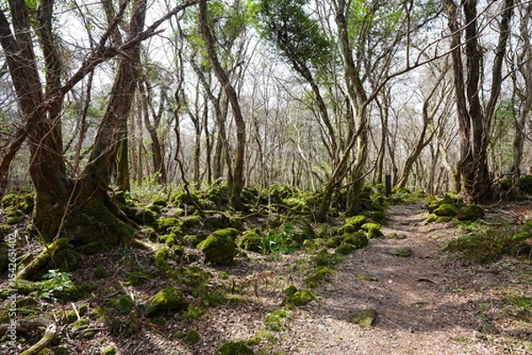 Obraz fine path through old wild forest
