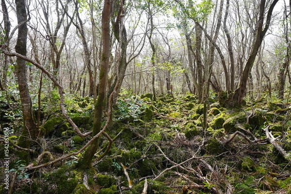 Obraz mossy rocks and old trees in the spring sunlight