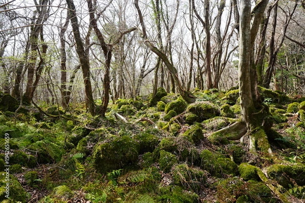 Obraz mossy rocks and old trees in the spring sunlight