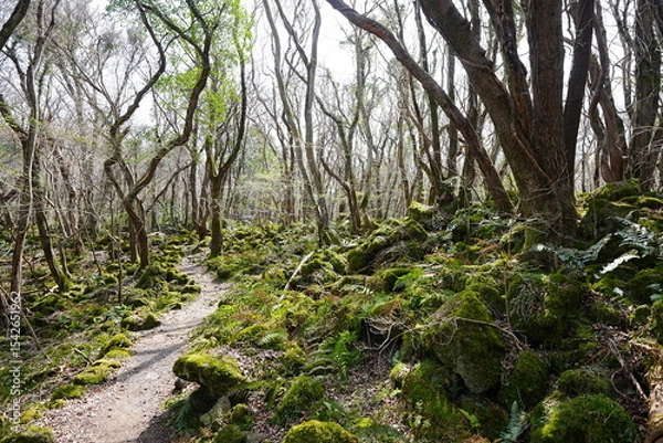 Obraz fine path through old wild forest

