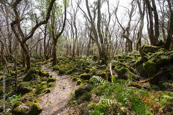 Obraz fine path through old wild forest
