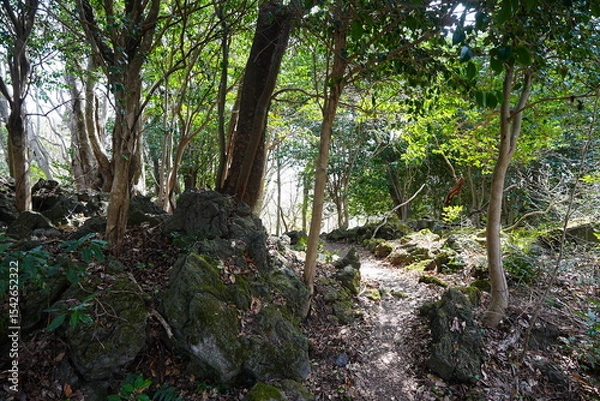 Obraz fine path through old wild forest
