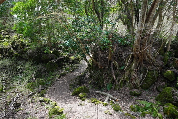 Obraz fine path through old wild forest
