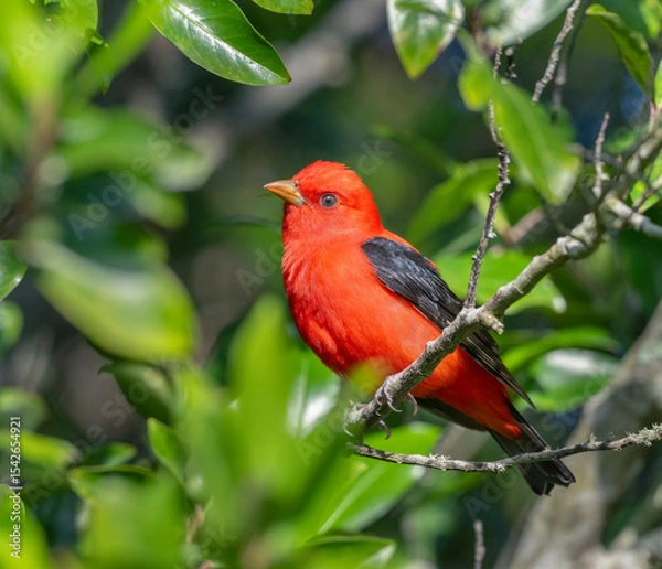 Obraz The scarlet tanager (Piranga olivacea) perched on the tree branch, Galveston, Texas, USA