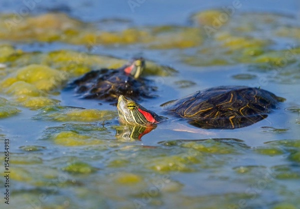 Obraz The red-eared slider or red-eared terrapin (Trachemys scripta elegans) , Galveston, TX