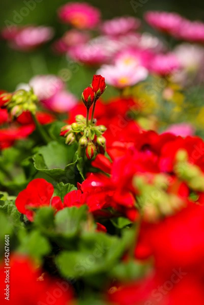 Obraz Kwitnący ogród