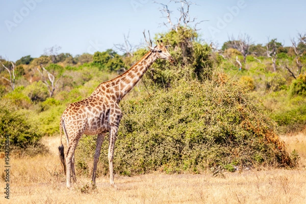 Obraz Giraffe in the wild
