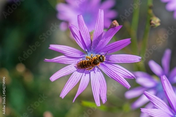 Obraz Lilac bloom with bee collecting nectar in sunlight