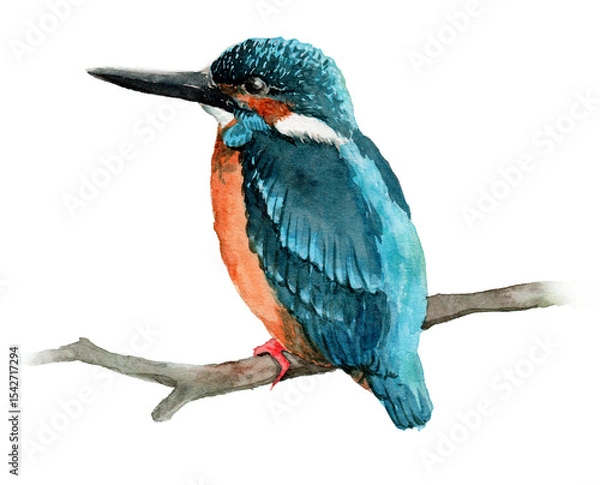 Obraz アナログ水彩カワセミ白背景