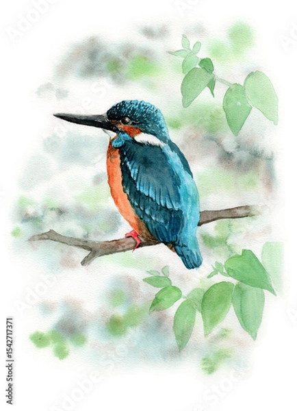 Obraz アナログ水彩木の枝にとまるカワセミ