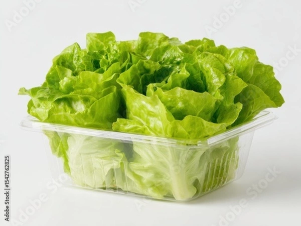 Fototapeta Fresh lettuce in a transparent container, showcasing vibrant green leaves.