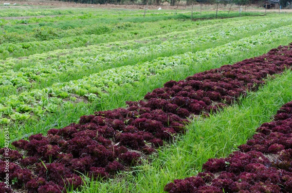 Fototapeta Lettuce farm