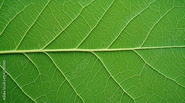 Fototapeta Detailed green leaf vein structure