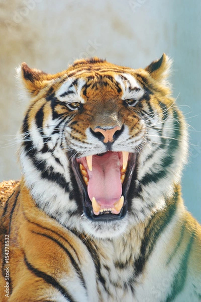 Obraz głodny tygrys