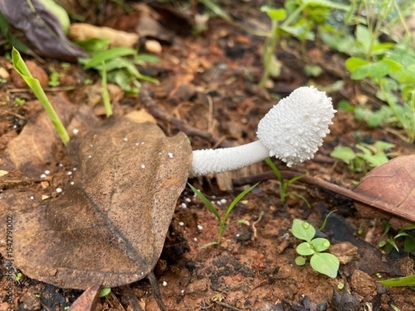 Obraz White Mushroom Sprouting in Earth

