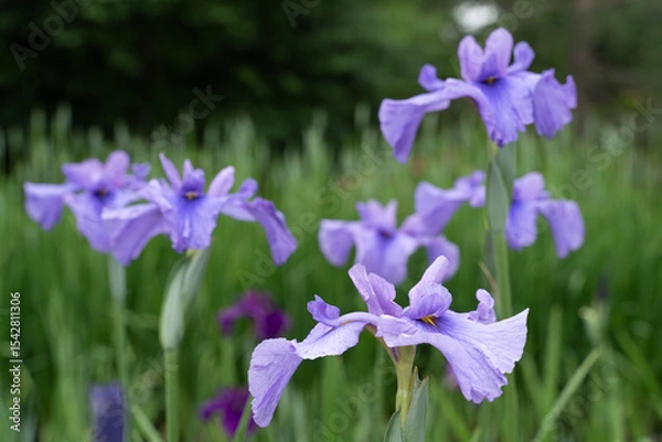 Fototapeta あやめ
