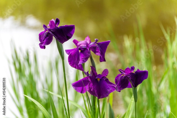 Fototapeta あやめ