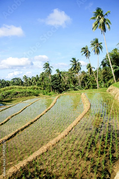Obraz Reisplantage
