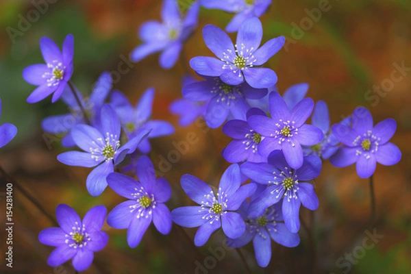 Fototapeta Spring forest blue flowers.
