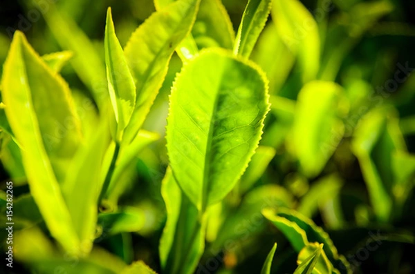 Fototapeta Tee-Strauch