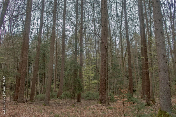 Fototapeta Sunny Spring of 2025