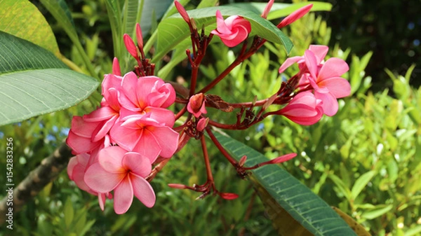 Obraz Closed up of pink Plumera or pink Frangipani with green leaves background