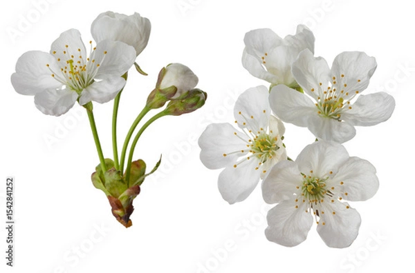 Obraz cherry blossoms and leaves, isolated on a white background