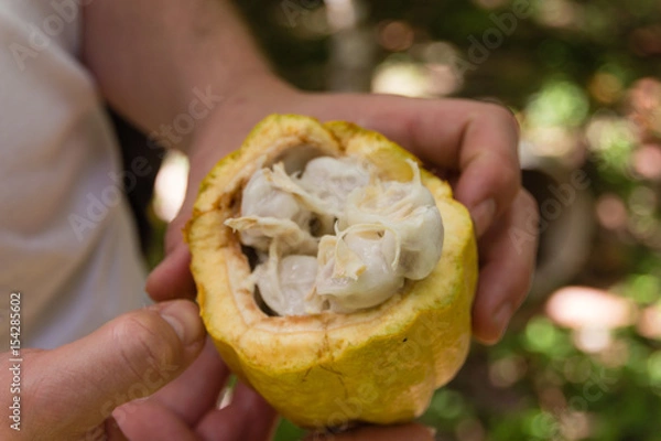 Obraz Kakaofrucht mit Kakaobohnen