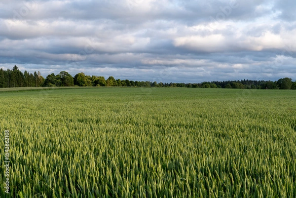 Fototapeta Panoramic View of Lush Grain Field with Trees and Cloudy Sky – Farming and Eco Background
