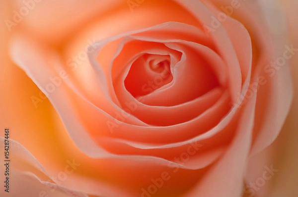 Fototapeta Macro photo of a coral rose bud
