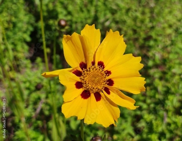 Obraz yellow flower in the garden